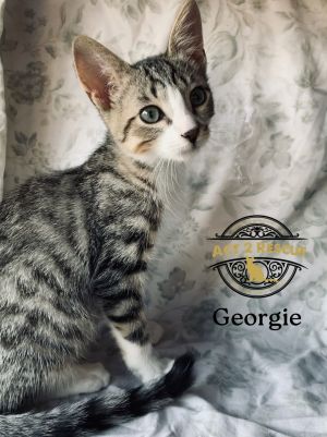 Georgie, Young Male unknown