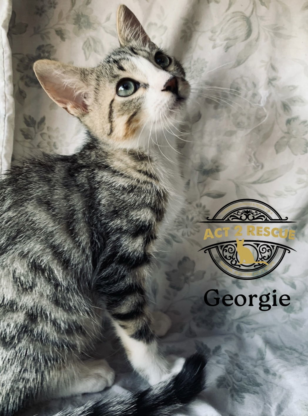 Georgie