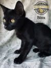 Binx photo 1
