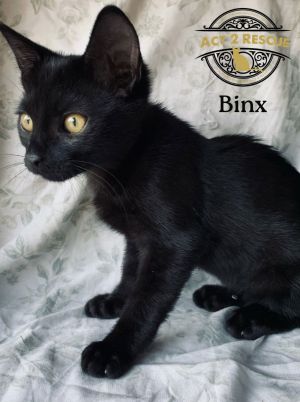 Binx, Young Male unknown