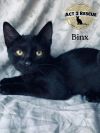 Binx photo 2