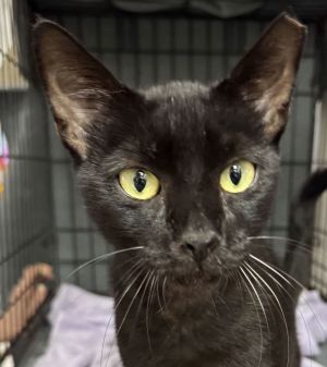 Reno, Young Male American Shorthair