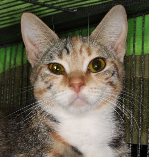 Nicole, Young Female Tabby