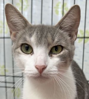 Mis, Young Female American Shorthair