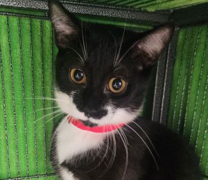 Minny, Young Female unknown
