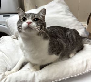 Tabitha, Young Female unknown