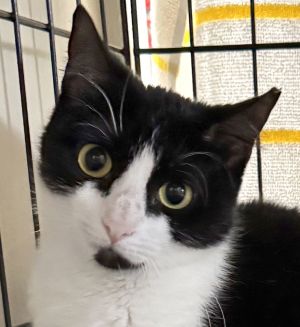 Zelda, Young Female unknown