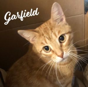 PERFECTLY BALANCED PERSONALITY DOB 111023 Hey there everyone Im Garfield aka Golden Nugget