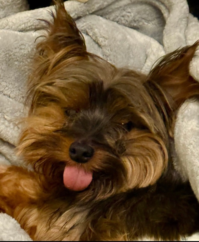 Elvis