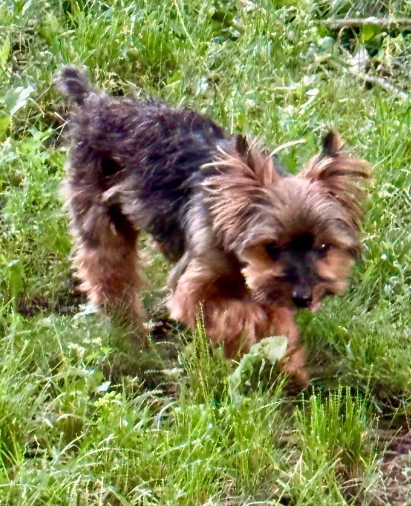 Elvis