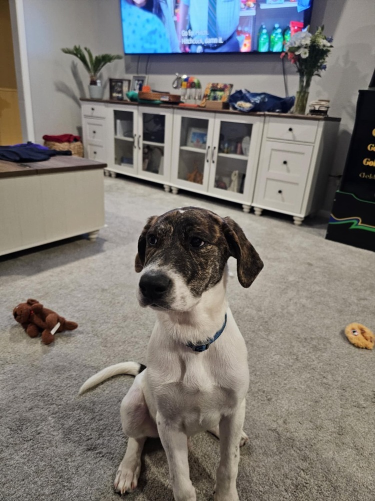 Photo of Baby Male Hound White / Cream