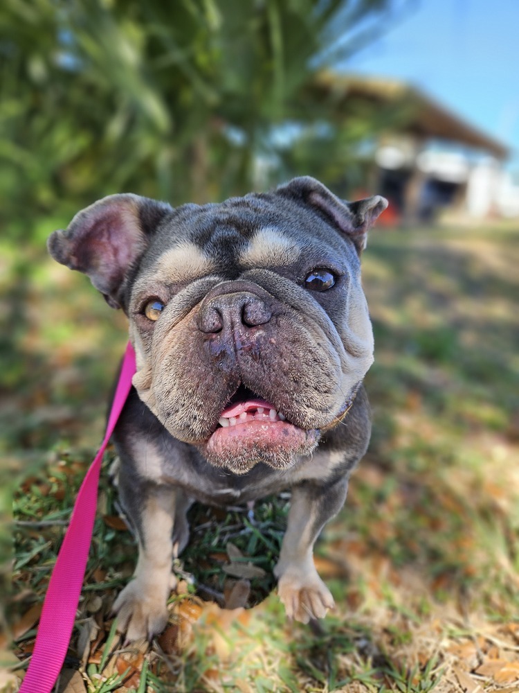 Photo of Adult Female French Bulldog 