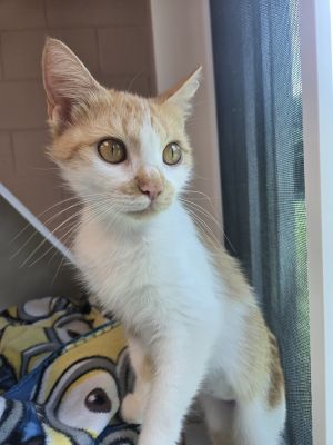 Clementine, Adult Female Domestic Short Hair