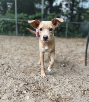 AAD New Arrival! Stringbean - 25150, Baby Female unknown