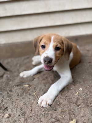 AAD New Arrival! CC 25144, Baby Female Retriever