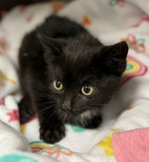 Delilah, Baby Female Domestic Short Hair