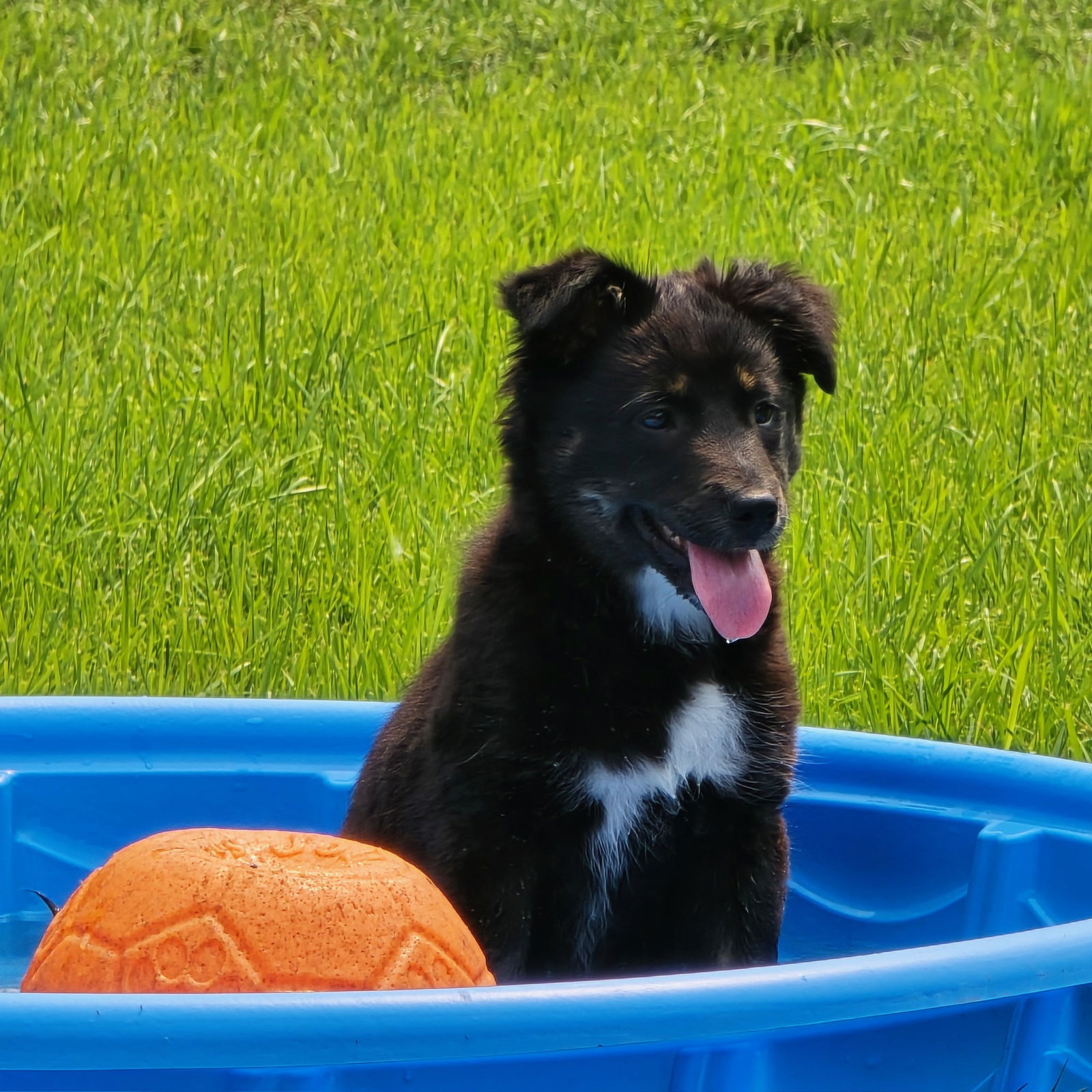 Tala