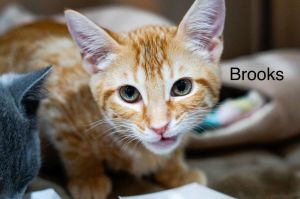 Brooks, Baby Male Tabby