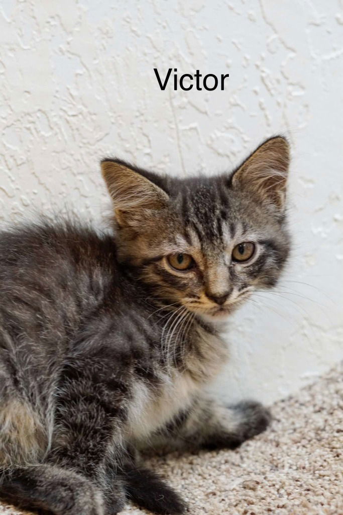 Victor