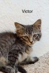 Victor photo 1