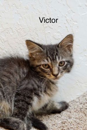 Victor, Baby Male Tabby
