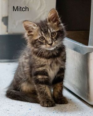 Mitch, Baby Male Tabby