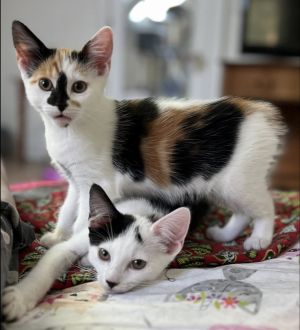 Nursery rhymes: Little Bo Peep, Baby Female Calico