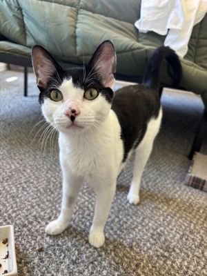 Mira, Young Male Domestic Short Hair