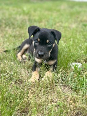 Huck, Baby Male Labrador Retriever