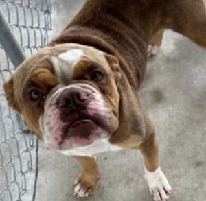 Dale Louisiana, Adult Male American Bulldog