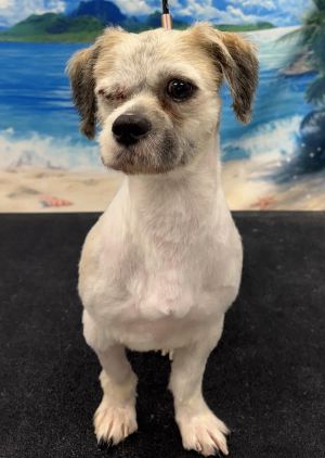 Bozeman, Adult Male Shih Tzu