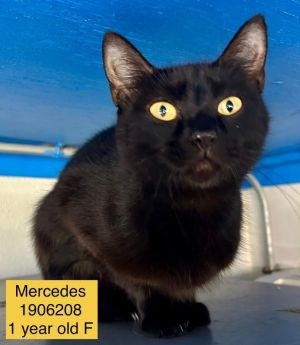 Mercedes, Young Female Domestic Short Hair