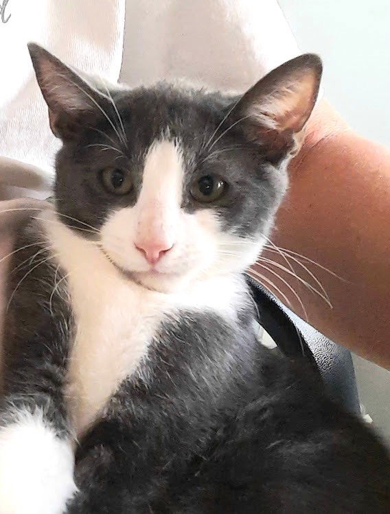 Kitten Iggy Pop
