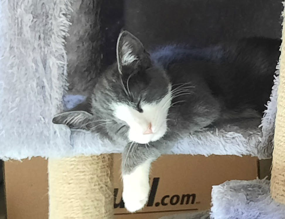 Kitten Iggy Pop