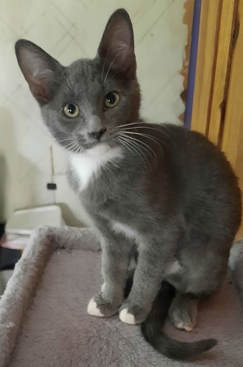 Kitten Irene