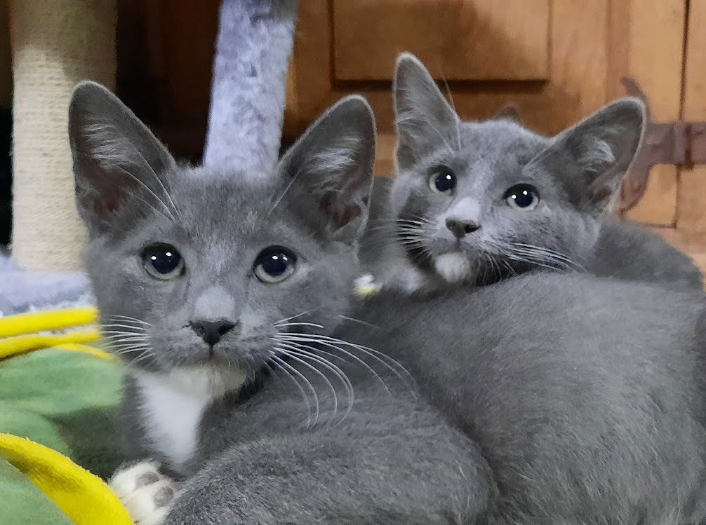 Kitten Irene