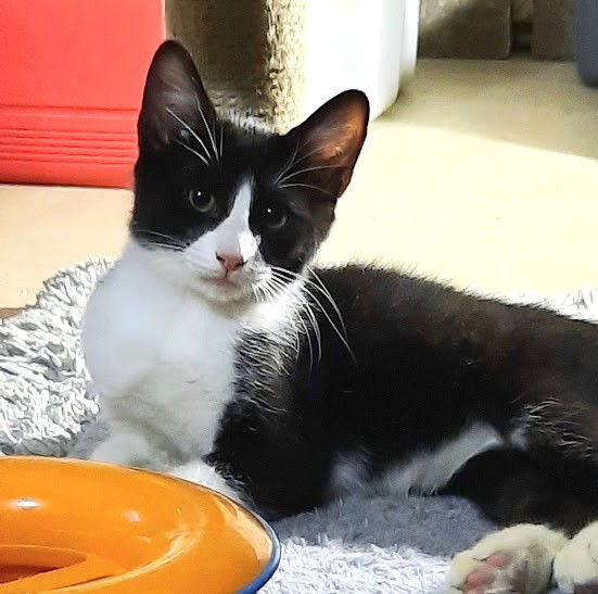 Kitten Ignatius