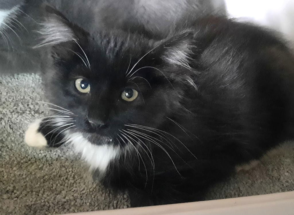 Kitten Izzy