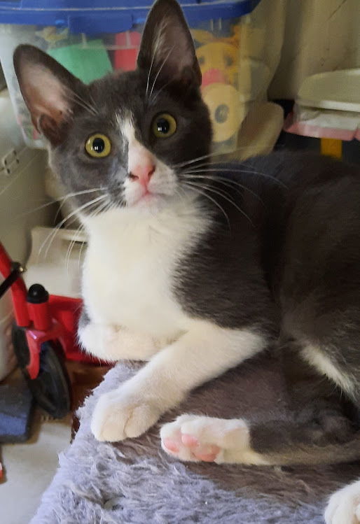 Kitten Iris