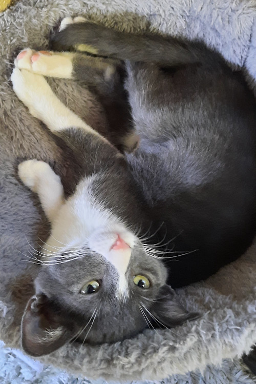 Kitten Iris
