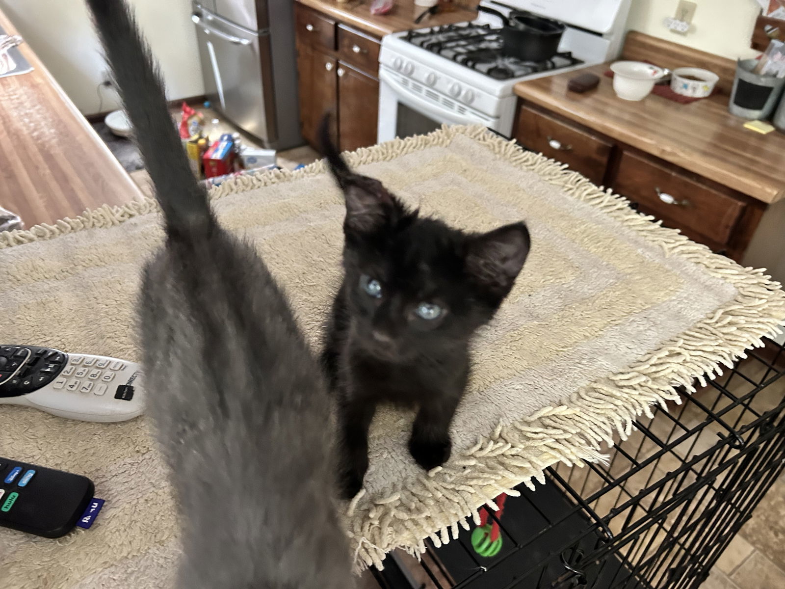 Fidget/hhs/kk