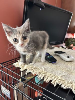 Chili kk, Baby Female Calico