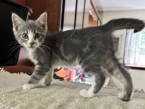 Chapman kk, Young Male Domestic Medium Hair