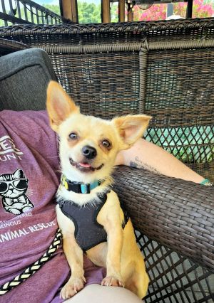 Rory, Young Male Chihuahua