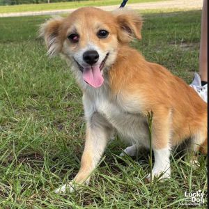 Chicago, Baby Male Papillon