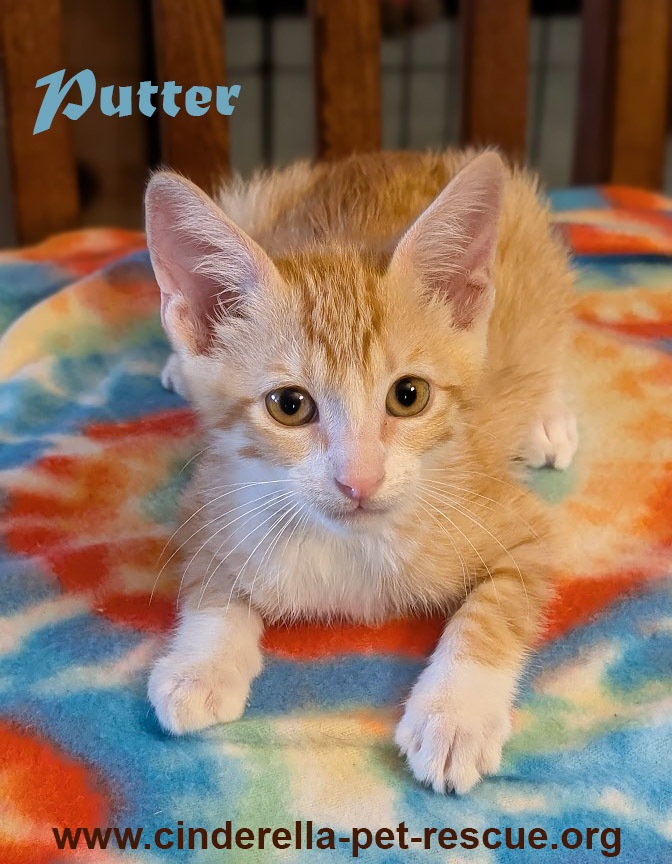 Putter