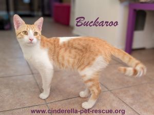 Buckaroo, Adult Male Domestic Short Hair