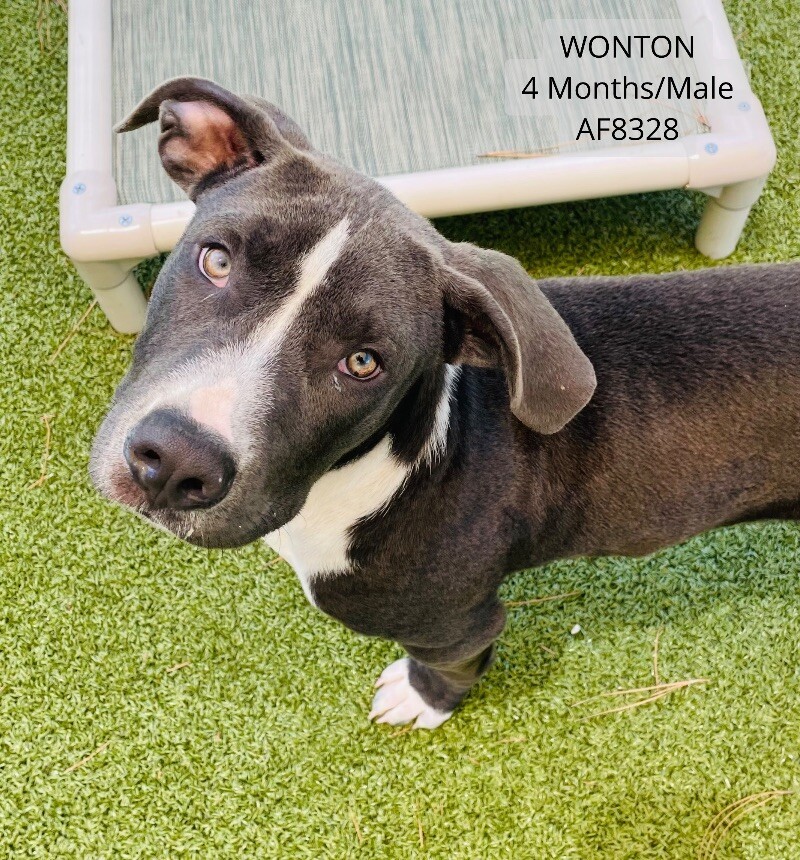 Wonton