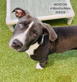 Wonton, Young Male Pit Bull Terrier