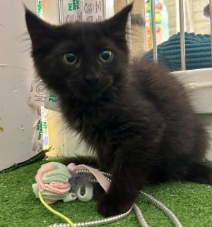 Raven, Young Male Domestic Medium Hair